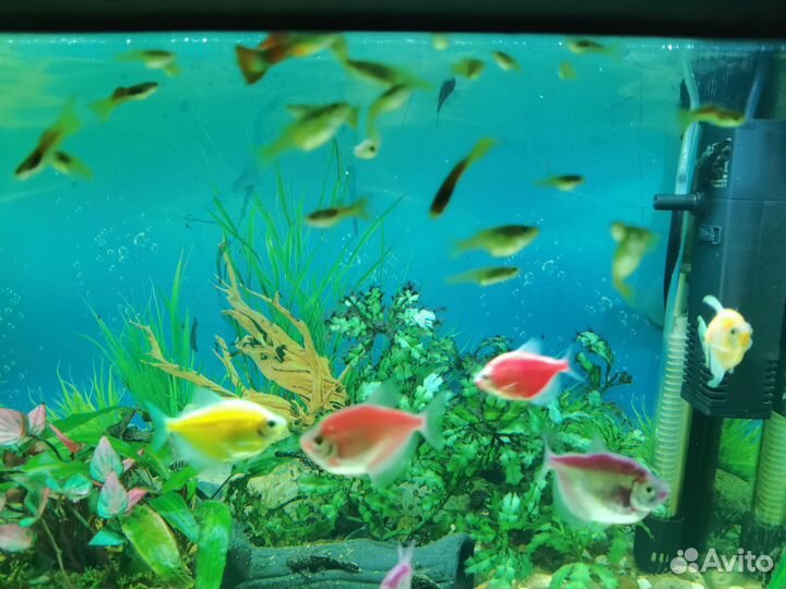 Аквариумные рыбки гуппи