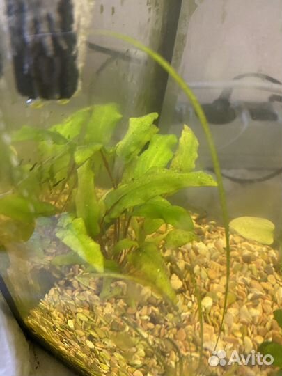 Аквариум 25 л