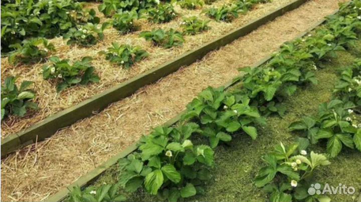 Солома для мульчирования в тюках