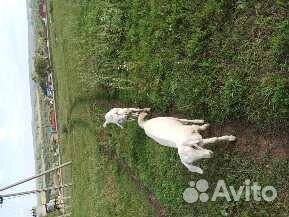 Козы, козлята