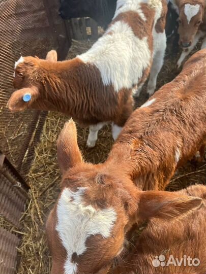 Крс телята бычки с быстрой доставкой