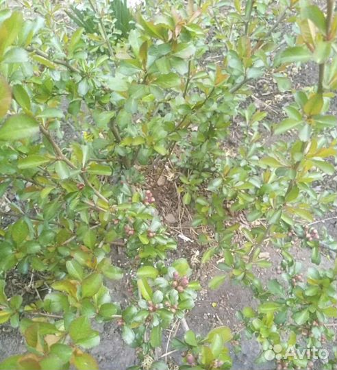 Саженцы айва японская и слива красная,сирень белая