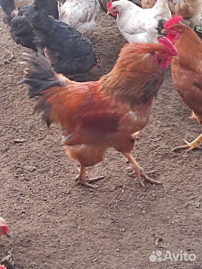 Молодые петухи