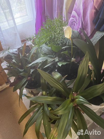 Комнатные растения