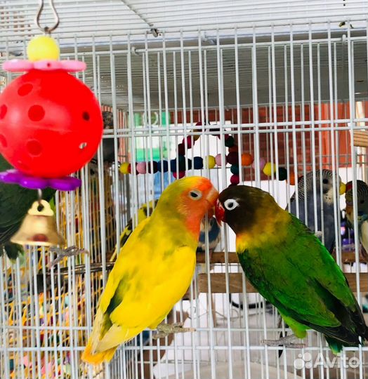 Попугай неразлучники