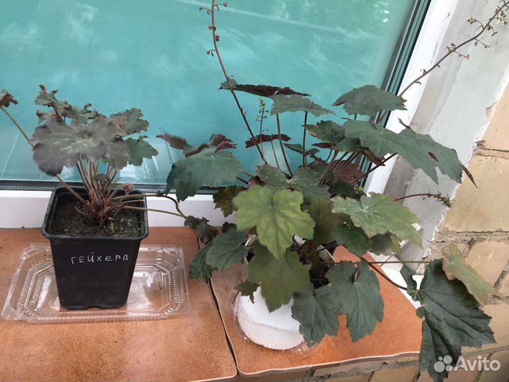 Гейхера двух сортов