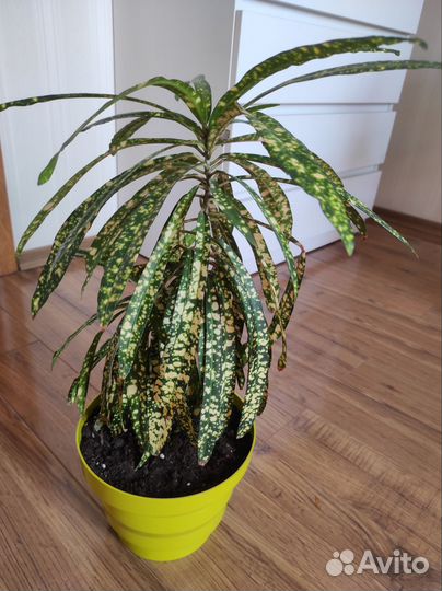 Кротон узколистный