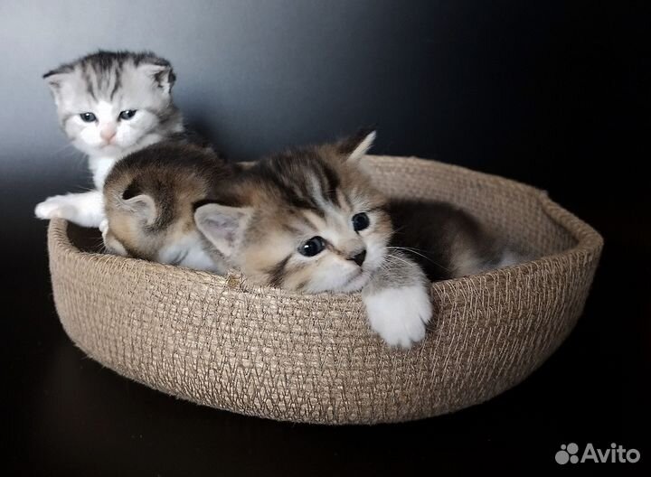 Шотландские котята