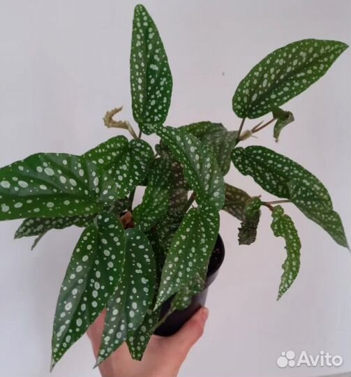 Бегония Альба пикта(макулата)