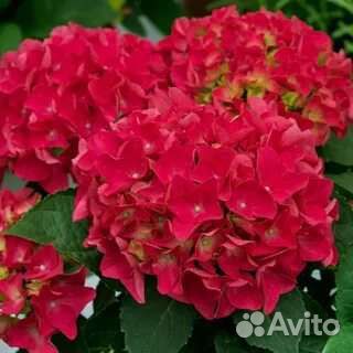 Гортензия Рэд