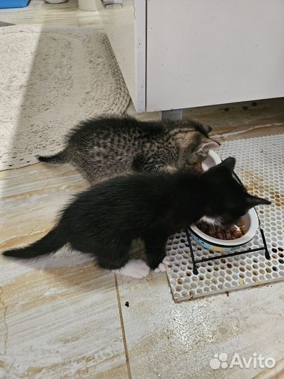 Отличные котята