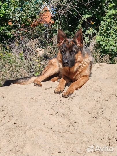 Немецкая овчарка