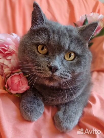 Британская кошка Плюша