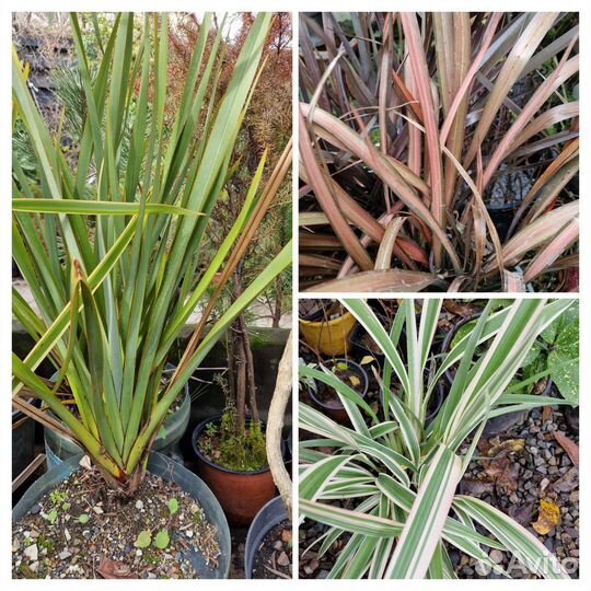 Лен,формиум,дианелла вариегата