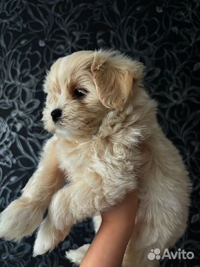 Мальтипу f1 мини