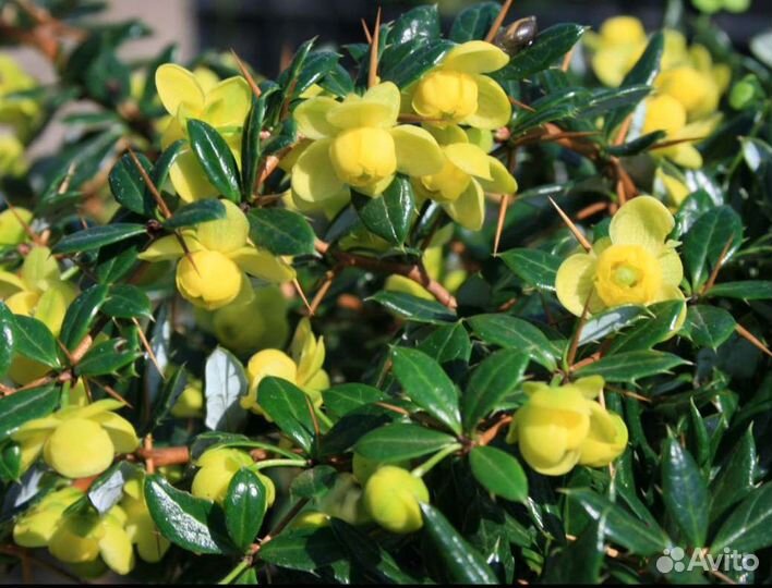 Барбарис Амстелвин