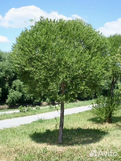 Ива шаровидная