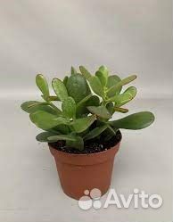 Денежное дерево - толстянка крассула
