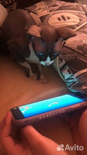 Канадский сфинкс кошка