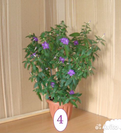 Руэллия сиреневая