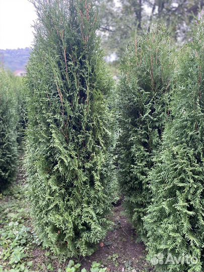 Туя смарагд