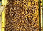 Пчелы, пчелосемьи(пчелопакеты)
