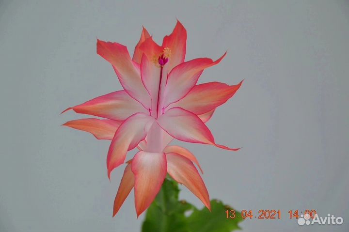 Гибриды Орсичианы