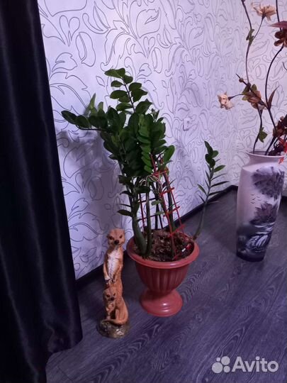 Замиокулькас