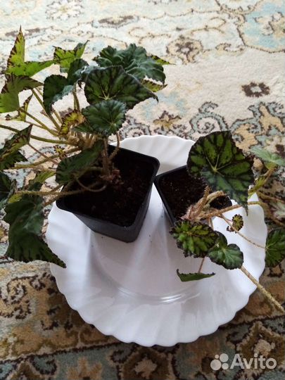 Комнатные цветы