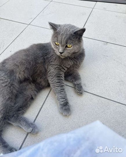 Выкинули котика британца, очень нужен дом
