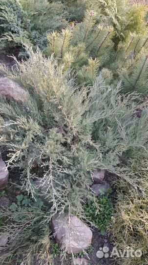 Можжевельники, декоративные кустарники