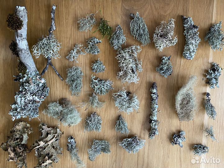 Мох и лишайники набор для творчества