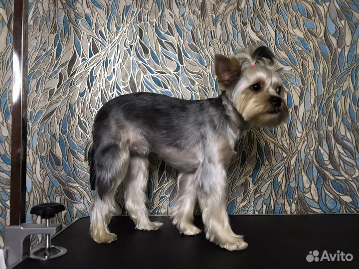 Груменг для собак