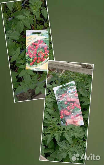 Рассада помидор черри