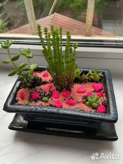 Суккуленты