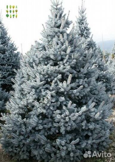Крупномер голубой ели оптс гарантией