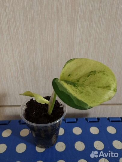 Сциндапсусы эпипремнумы пеллиония муррайя