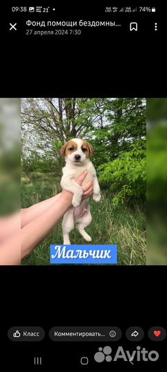 Щенок в добрые руки