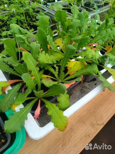 Рассада овощных культур и цветов