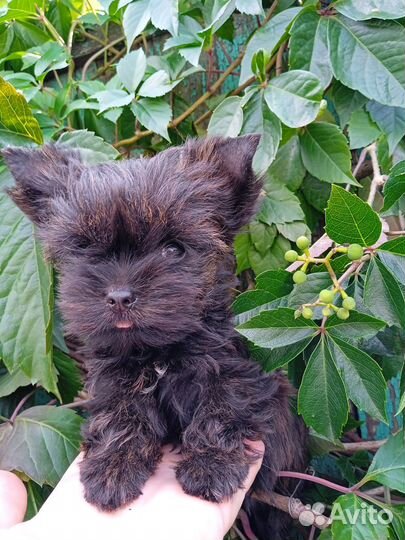 Девочка микро йорк