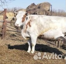 Коровы дойные