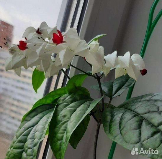 3 вида Клеродендрумы Томпсон, Инерме, Угандийский