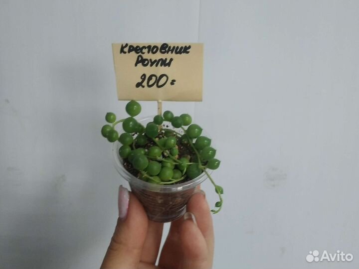 Крестовники