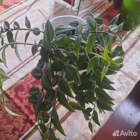 Хойя Белла
