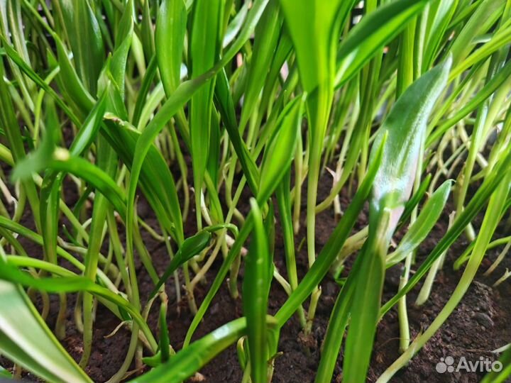 Черемша саженцы