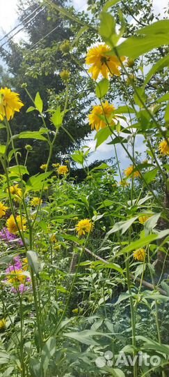 Рудбекия золотой шар