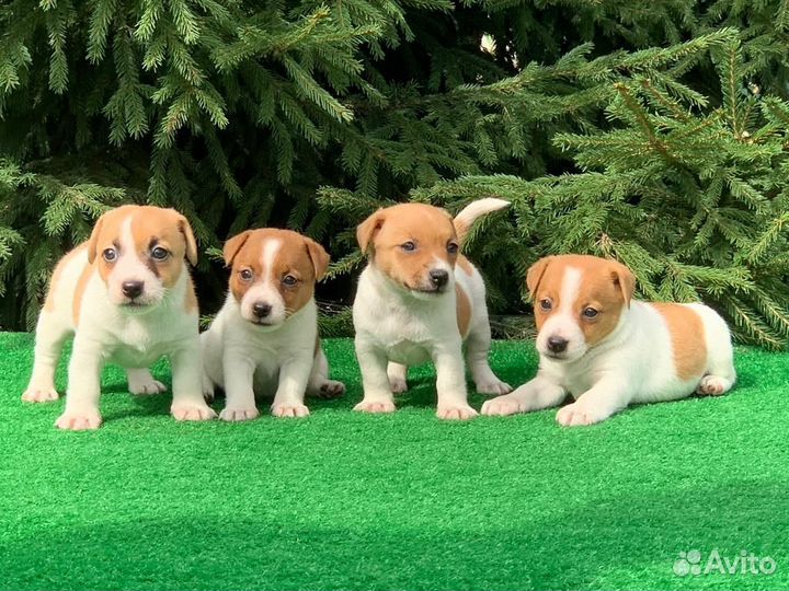 Щенки джек Рассел терьер