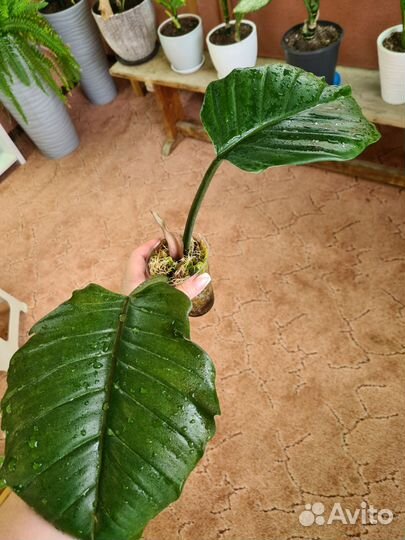 Филодендрон карамель марбл