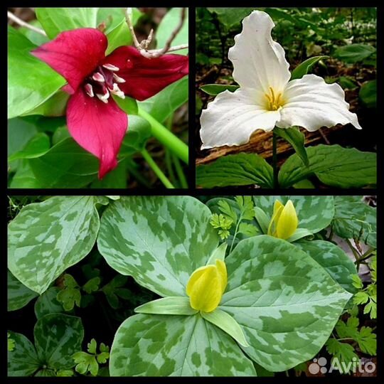 Редкие растения для сада