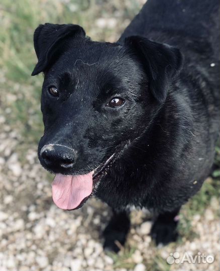 Собака в добрые руки